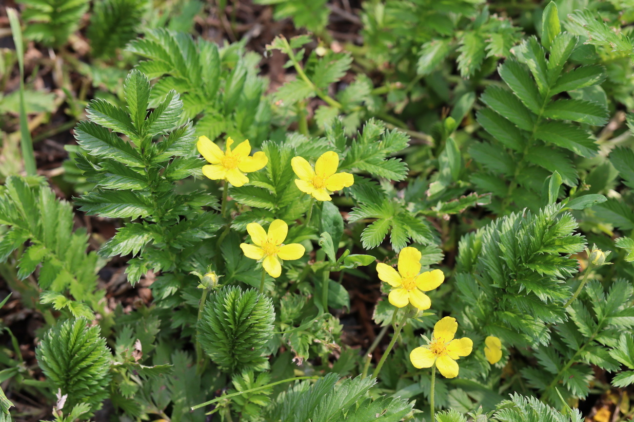 Image of Potentilla anserina specimen.