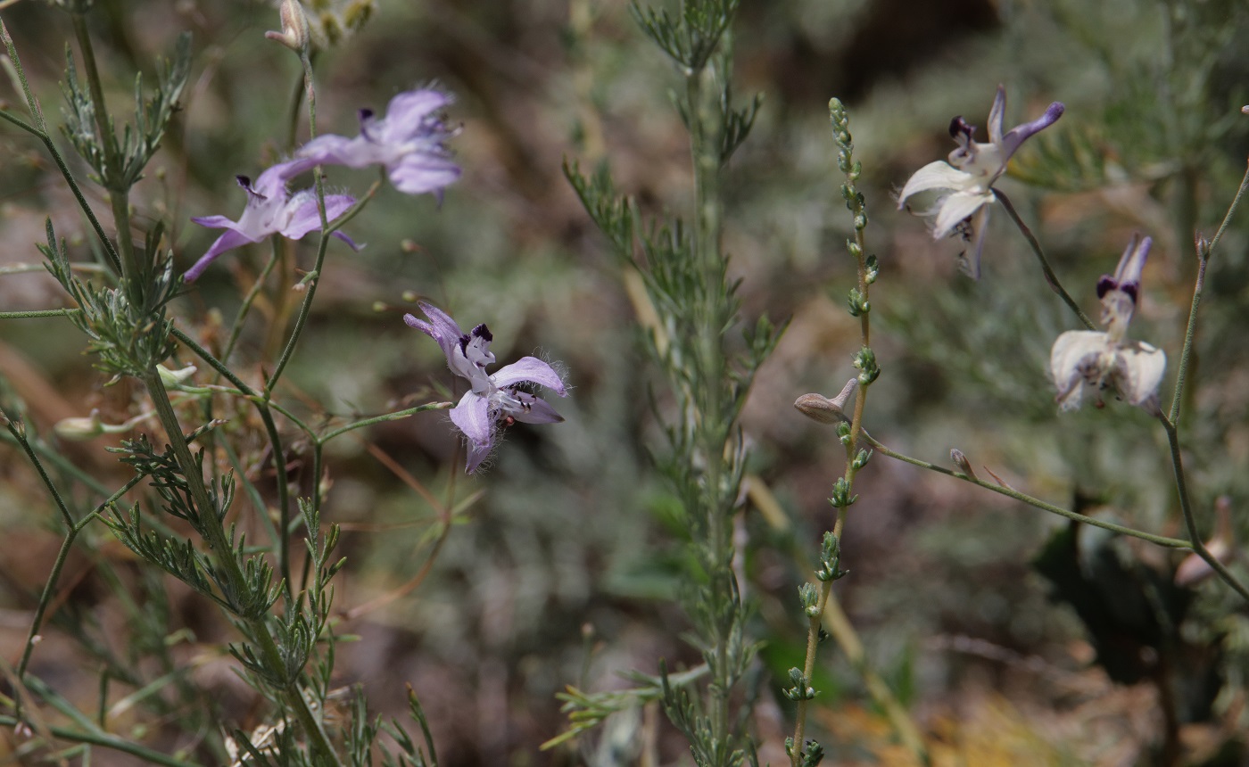Image of Delphinium barbatum specimen.