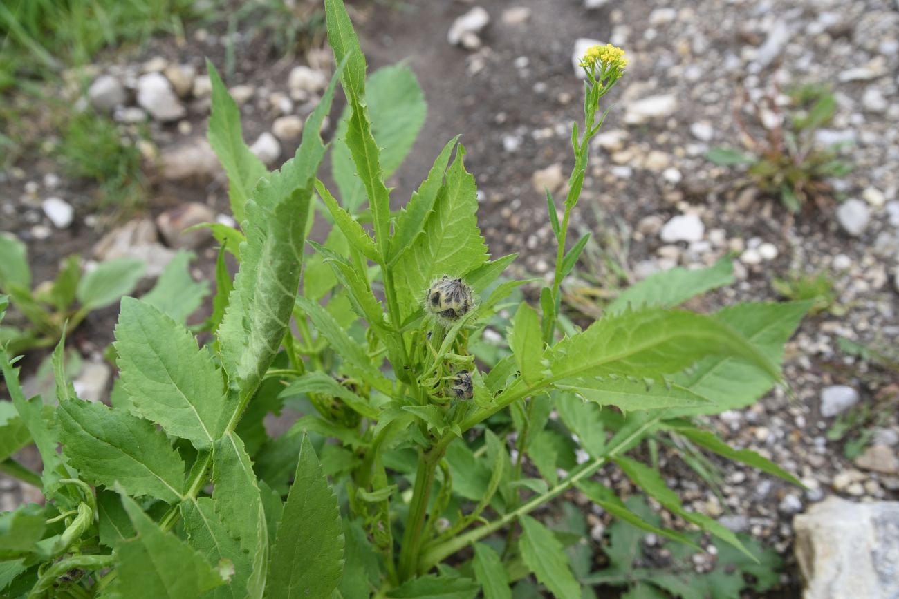 Изображение особи Cephalaria gigantea.