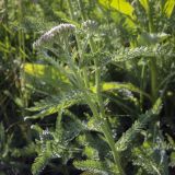 Achillea millefolium. Верхушка цветущего растения. Владимирская обл., г. Александров, разнотравный луг у грунтовой дороги. 18.06.2022.