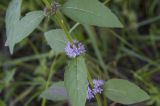 Mentha canadensis