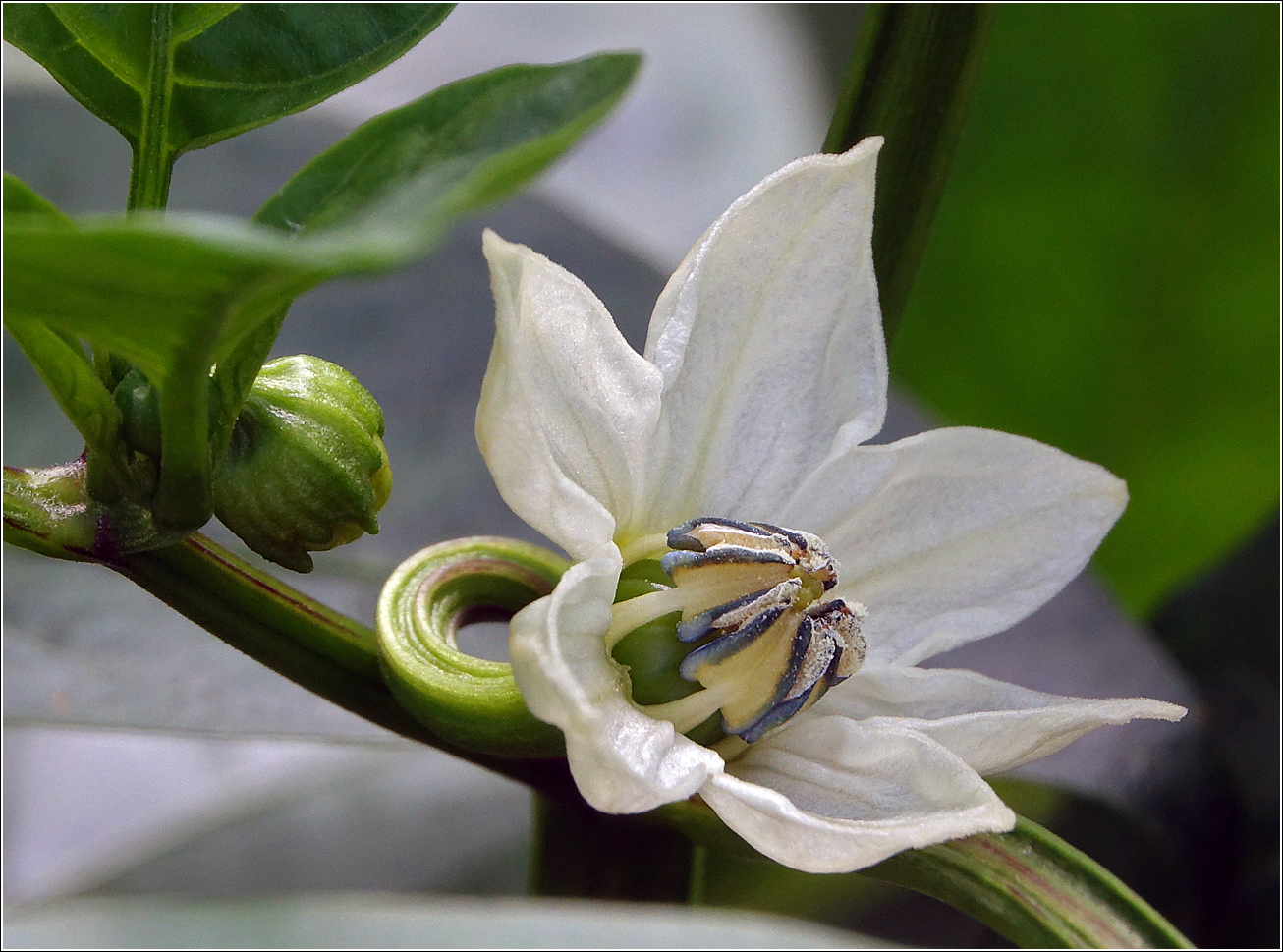 Изображение особи Capsicum annuum.