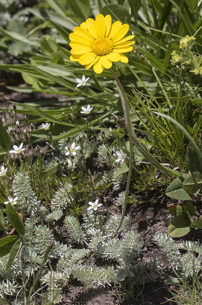 Image of Anthemis marschalliana ssp. pectinata specimen.