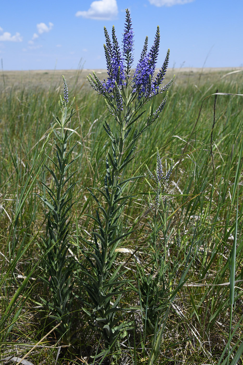 Image of Veronica spuria specimen.