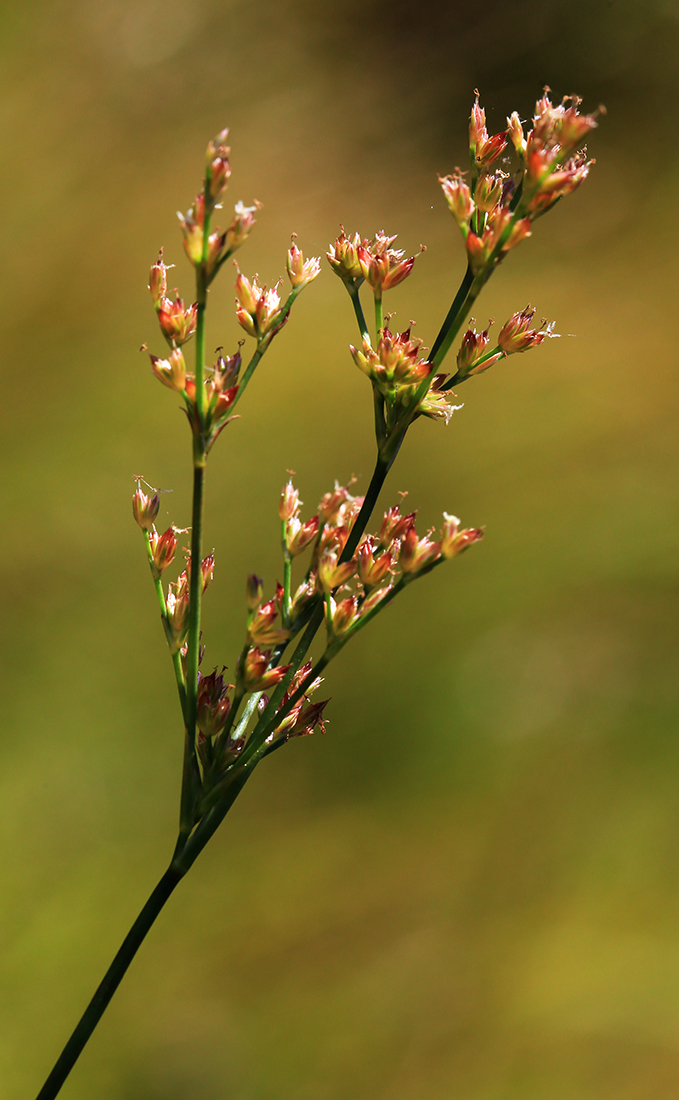 Image of Juncus turczaninowii specimen.