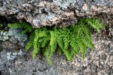 Woodsia ilvensis. Спороносящие растения. Красноярский край, Берёзовский р-н, национальный парк \"Красноярские Столбы\", Центральные Столбы, на скале. 05.06.2022.