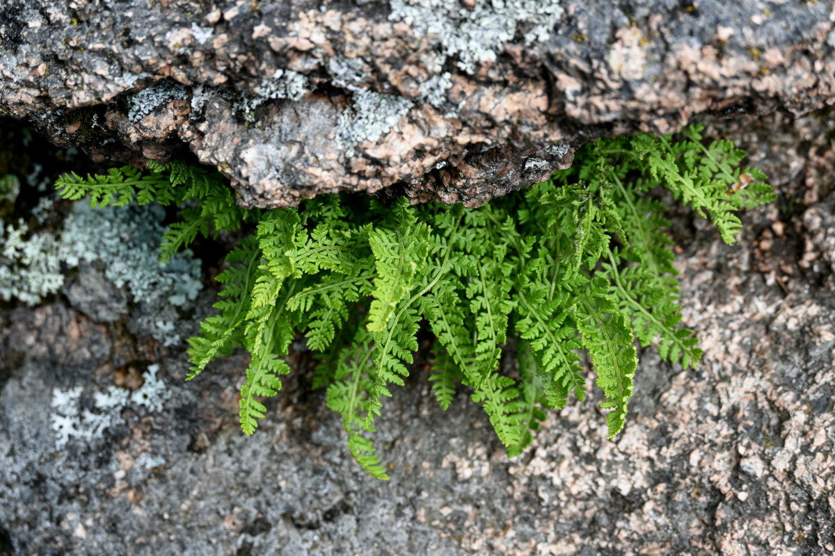 Image of Woodsia ilvensis specimen.