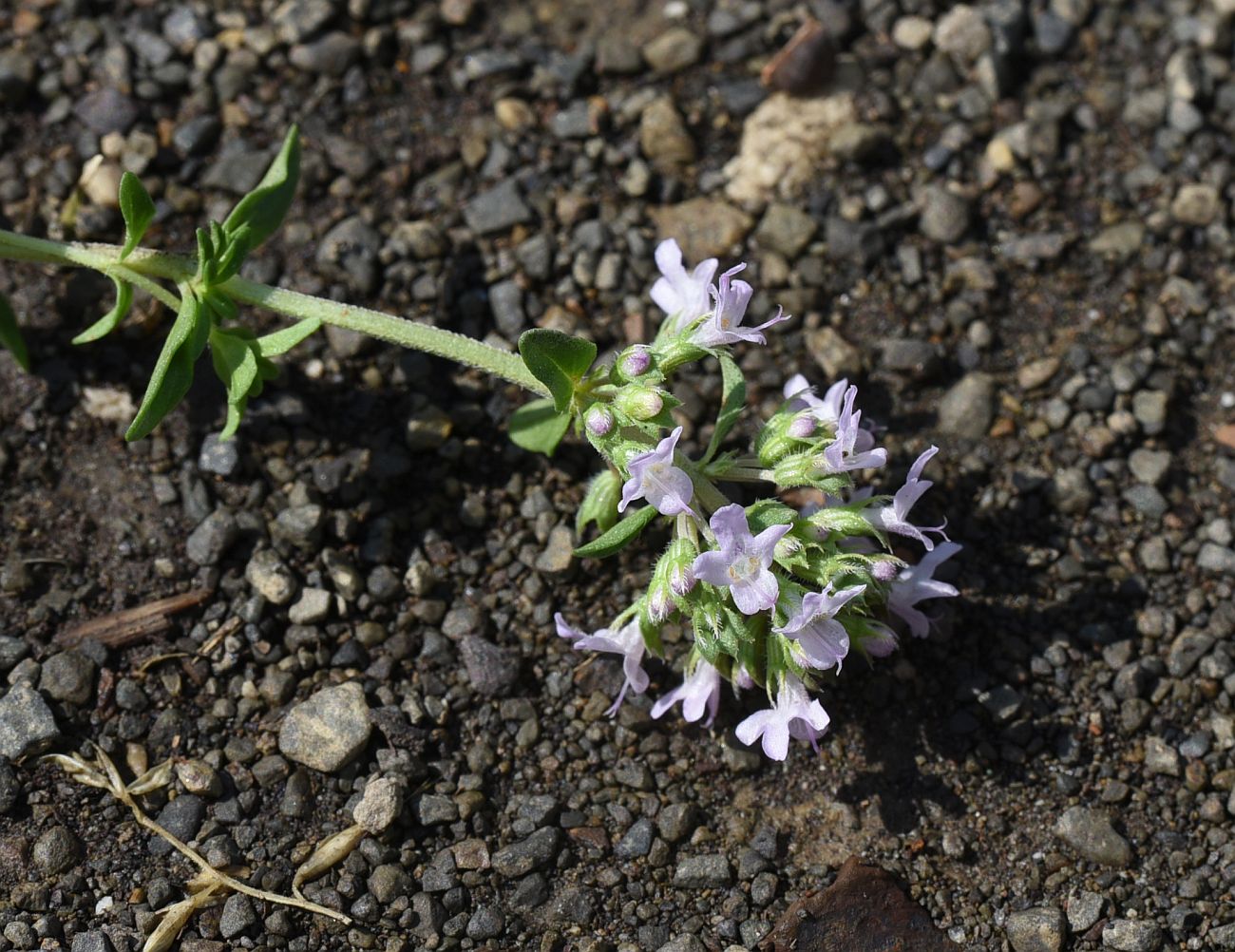Изображение особи Thymus armeniacus.