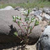 Polygonum molliiforme. Вегетирующее растение. Таджикистан, Хатлонская обл., Ховалингский р-н, окр. с. Зелолак, низовье р. Обипитоуду (лев. приток р. Яхсу), ур. Саридашт, галечник. 06.06.2018.