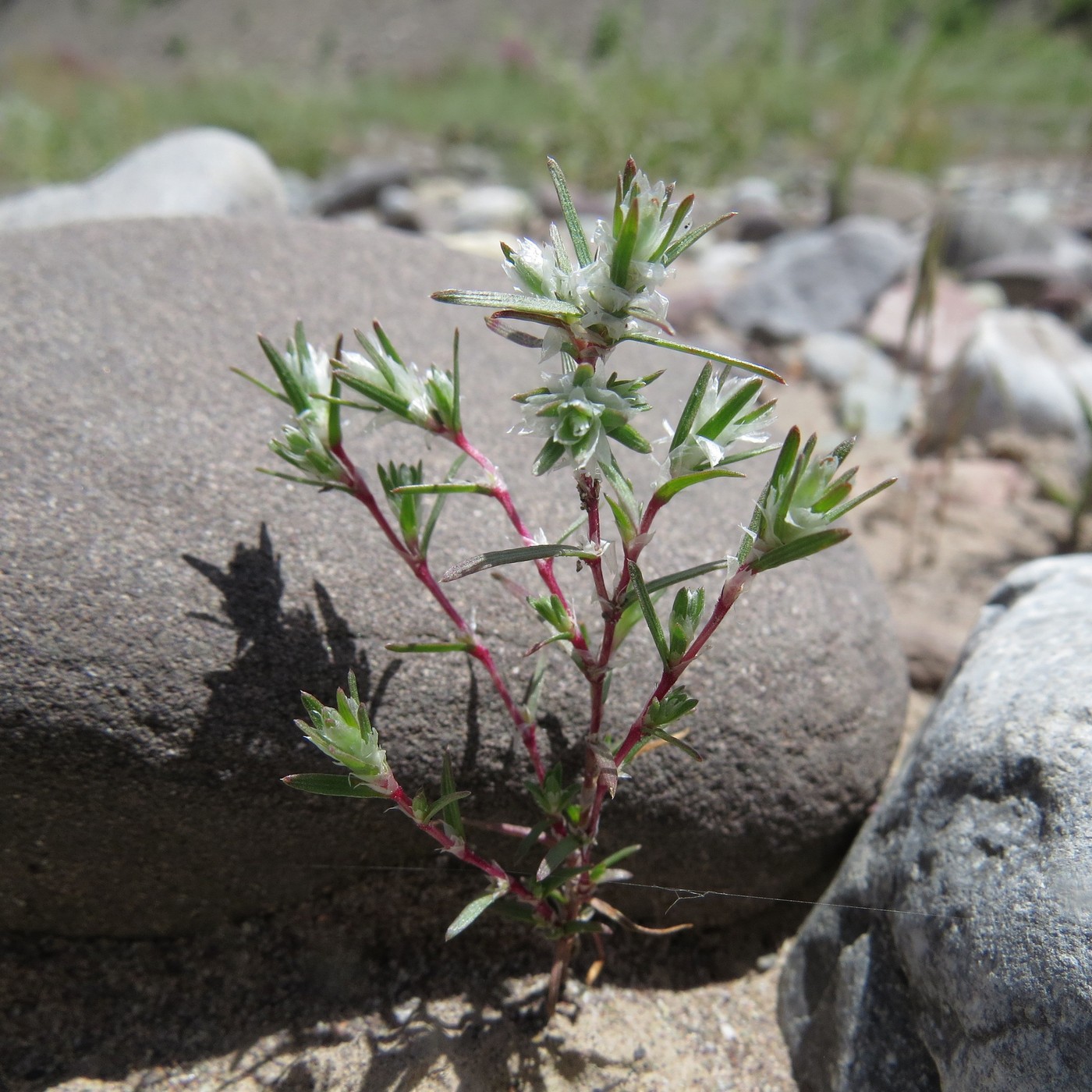 Изображение особи Polygonum molliiforme.