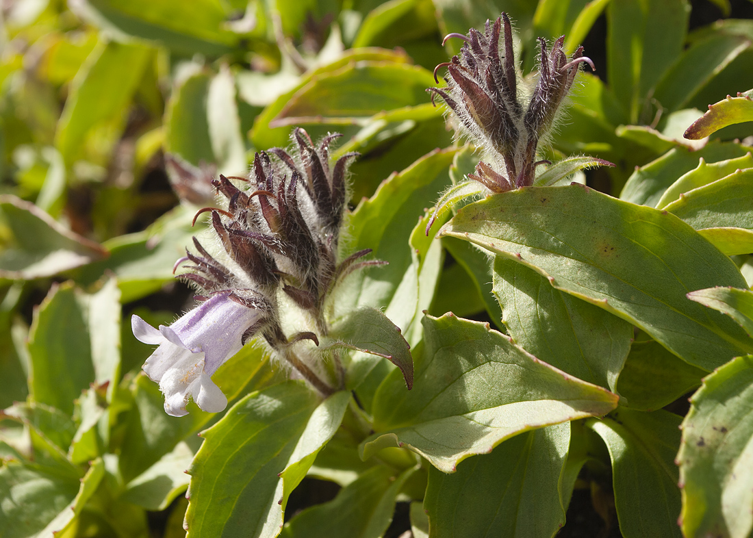 Изображение особи Pennellianthus frutescens.