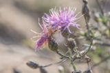 Centaurea majorovii. Верхушка побега с соцветиями. Ростовская обл., Азовский р-н, окр. хут. Чумбур-Коса, прибрежная терраса. 05.11.2022.