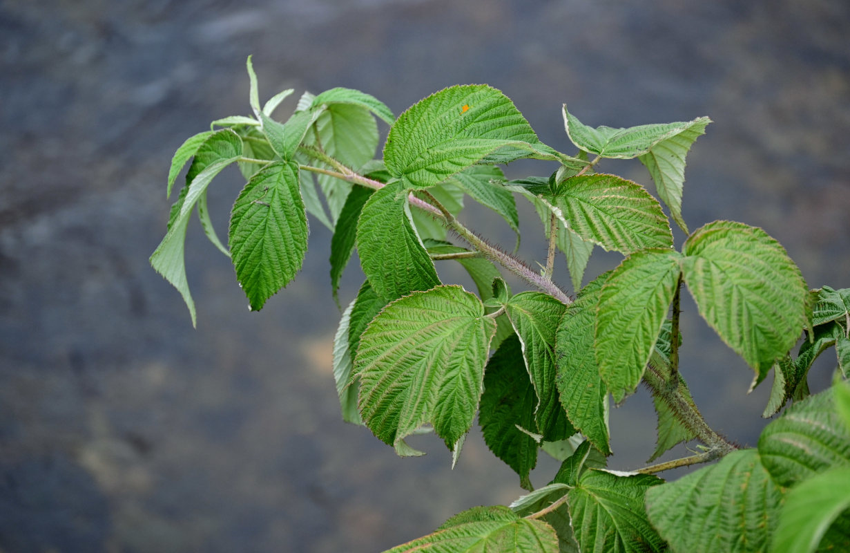 Image of Rubus matsumuranus specimen.