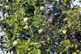 Aegle marmelos. Часть кроны с плодами. Индия, штат Уттаракханд, округ, Найнитал, Jim Corbett National Park. 02.12.2022.