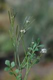 Cardamine hirsuta