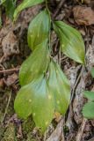 Ruscus colchicus. Ветвь с филлокладиями. Краснодарский край, Сочи, окр. мкр-на Мацеста, Сочинский нац. парк, Агурское ущелье, скальная полка. 24.01.2015.