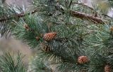 Pinus sylvestris подвид hamata. Верхушка ветви с шишками. Дагестан, Гунибский р-н, природный парк \"Верхний Гуниб\", ≈ 1800 м н.у.м., опушка хвойно-лиственного леса. 03.05.2022.