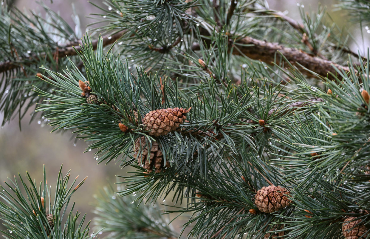 Image of Pinus sylvestris ssp. hamata specimen.