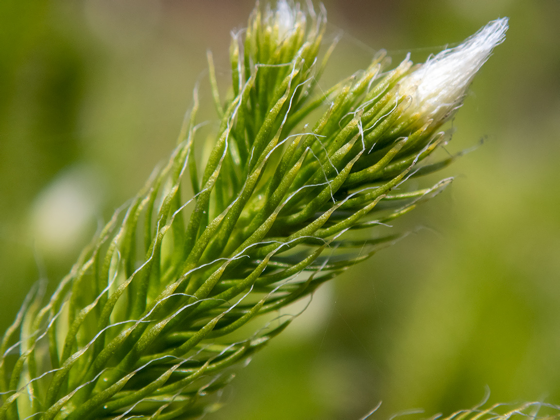 Image of Lycopodium clavatum specimen.