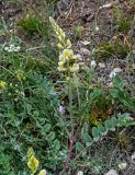 Onobrychis radiata. Верхушка цветущего растения. Армения, обл. Гегаркуник, берег оз. Севан, гора Артаниш, ≈ 2200 м н.у.м., каменистый участок лугового склона. 23.06.2022.