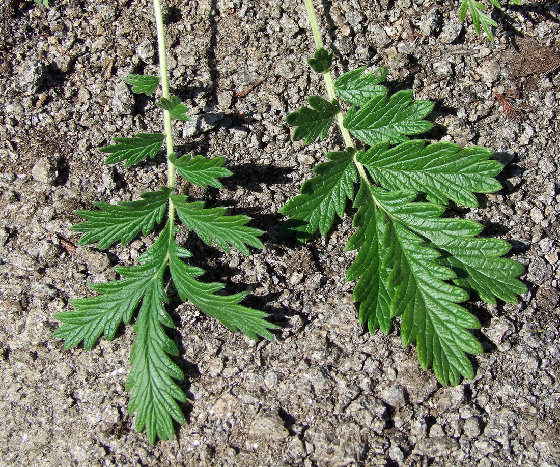 Изображение особи Potentilla pensylvanica.