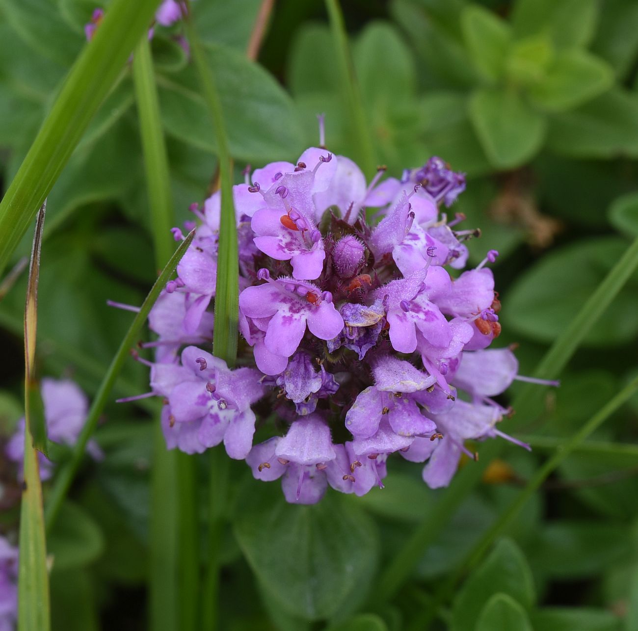 Image of genus Thymus specimen.