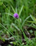 Allium schoenoprasum