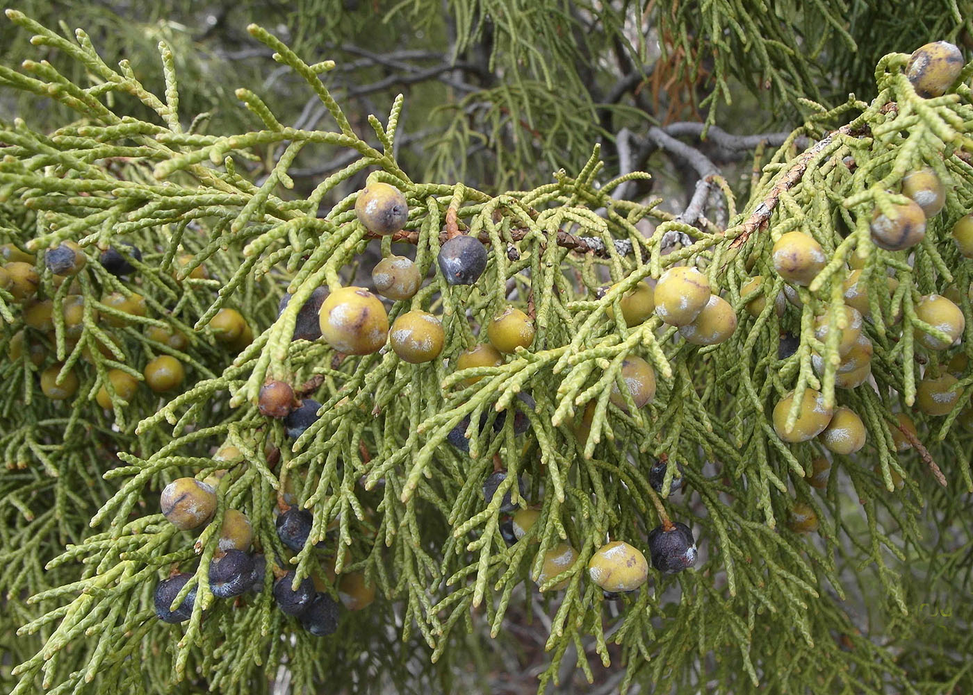 Image of Juniperus semiglobosa specimen.