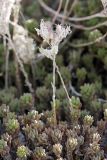 Sedum alberti. Плодоносящие растения на конгломератовом субстрате на склоне сая. Южный Казахстан, Таласский Алатау, подгорная степь, безымянный сай. 13.08.2010.