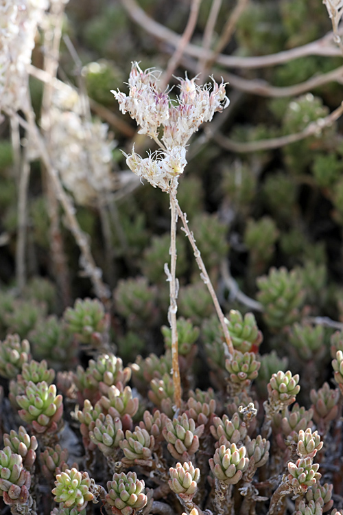Image of Sedum alberti specimen.