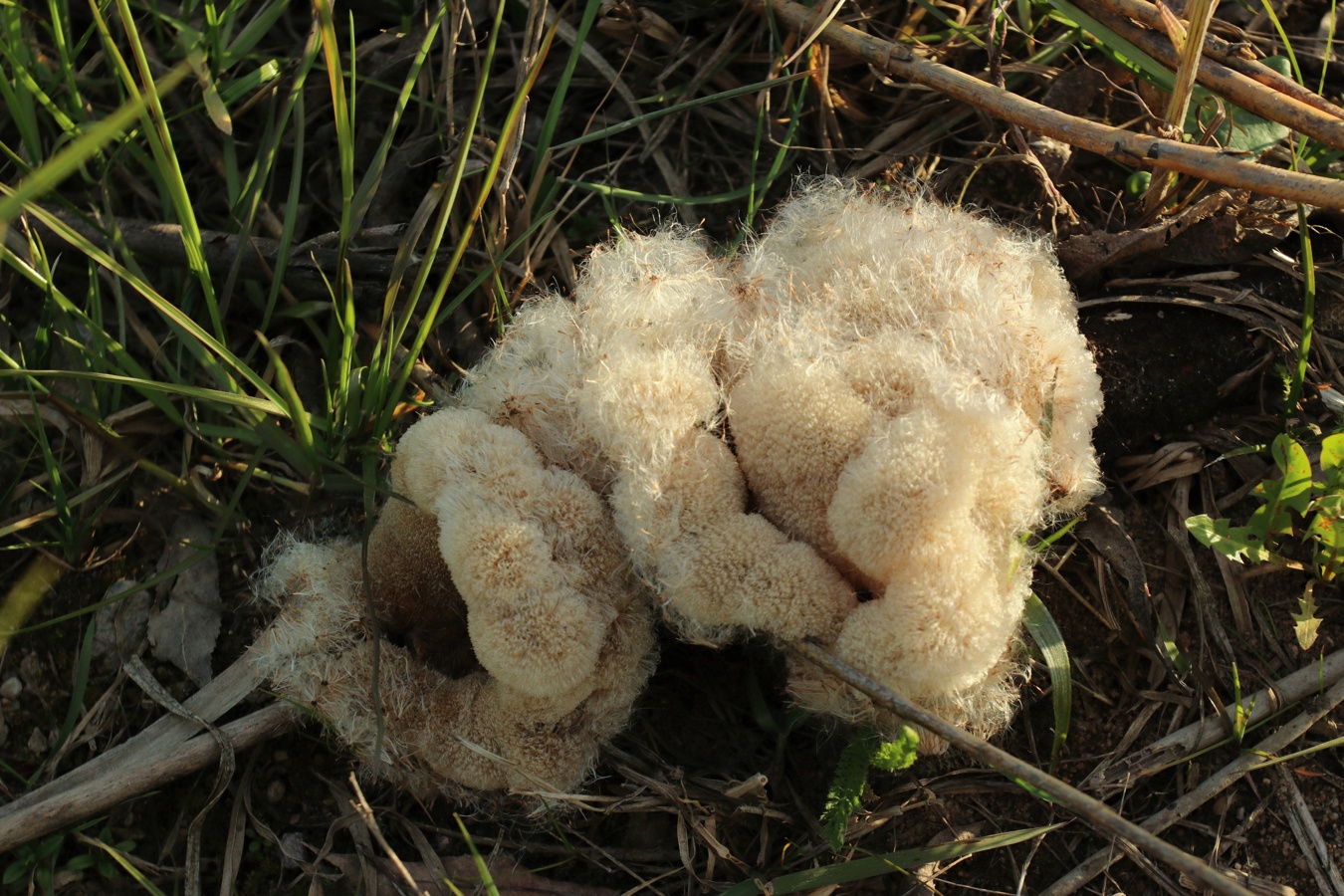 Image of Typha latifolia specimen.