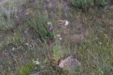 Carduus thoermeri. Цветущее и плодоносящее растение. Кабардино-Балкария, долина р. Баксан, конус выноса реки Курмычи, высота 1620 м н.у.м, травянистый склон. 24 июля 2022 г.