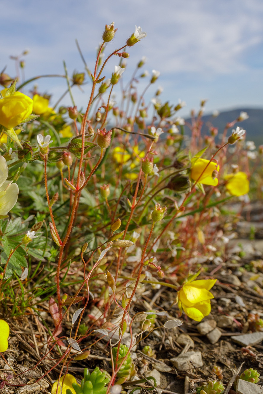 Изображение особи Saxifraga adscendens.