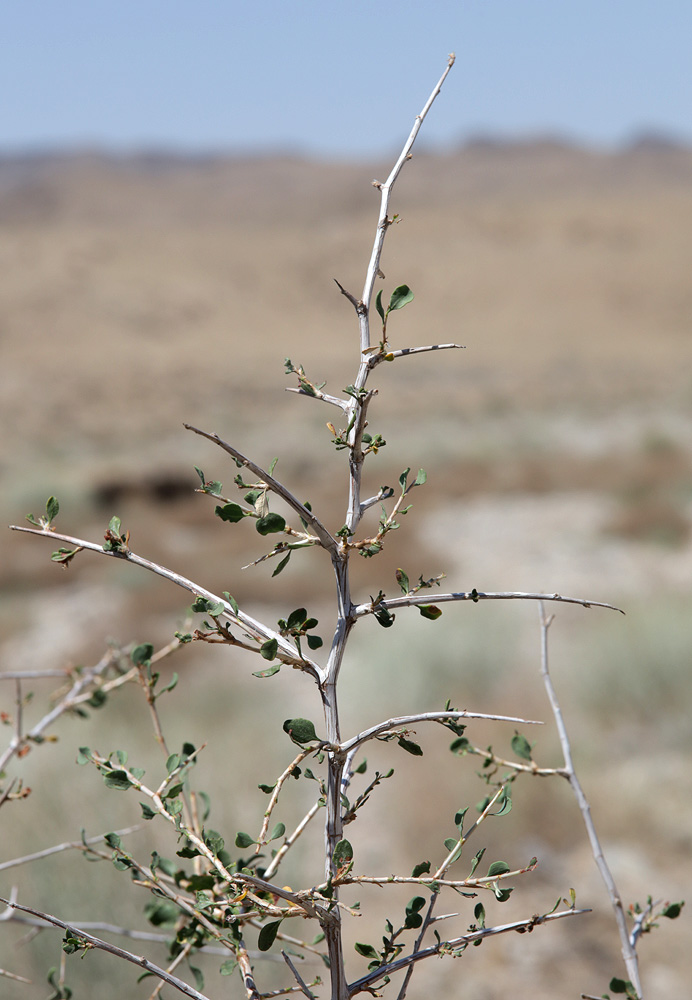 Изображение особи Atraphaxis spinosa.