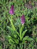 Orchis purpurea подвид caucasica. Цветущее растение. Дагестан, Казбековский р-н, долина р. Сулак, Сулакский каньон, ≈ 900 м н.у.м., луговой склон. 01.05.2022.