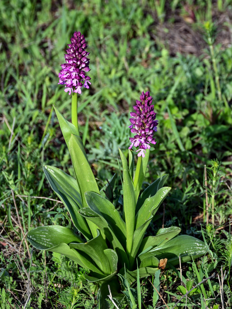 Image of Orchis purpurea ssp. caucasica specimen.