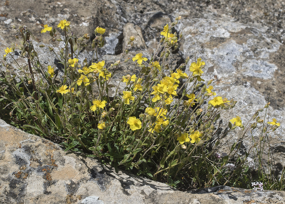 Изображение особи Helianthemum buschii.