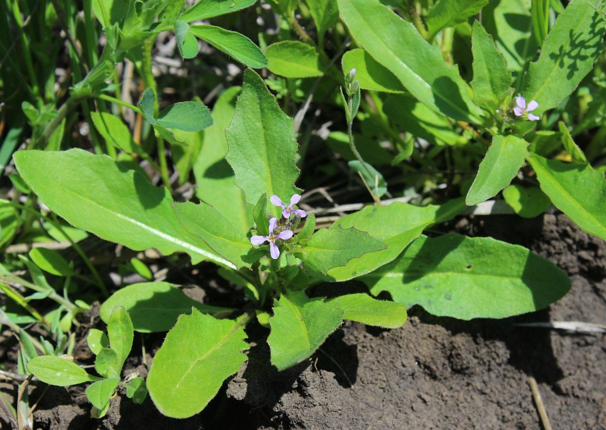 Image of Chorispora tenella specimen.