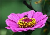 Zinnia elegans