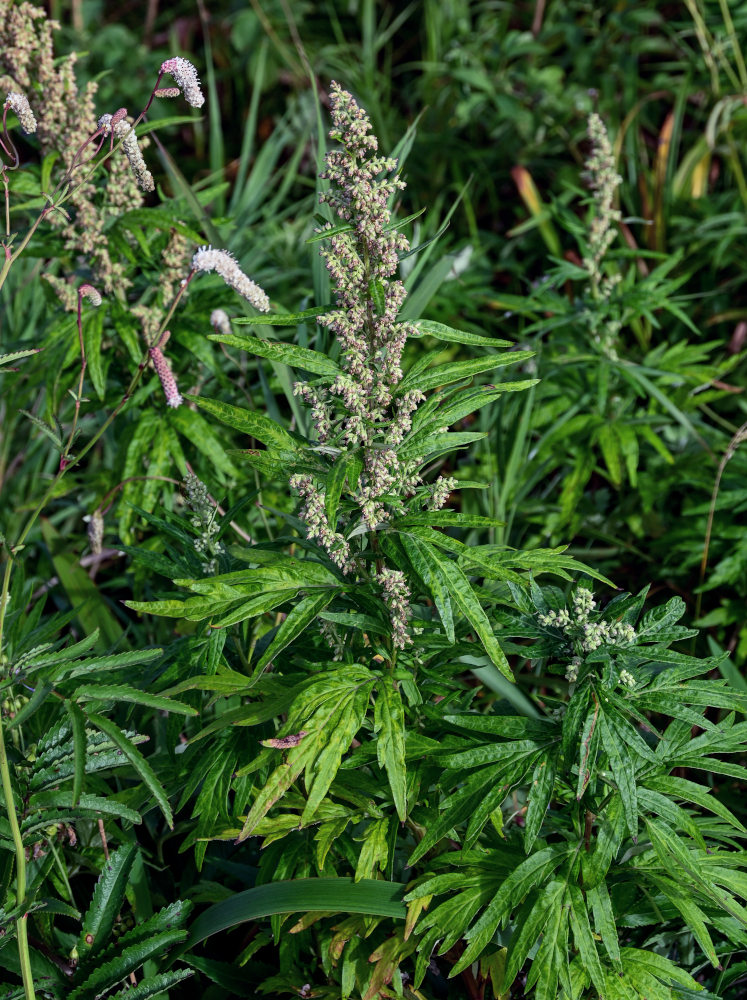 Image of Artemisia opulenta specimen.