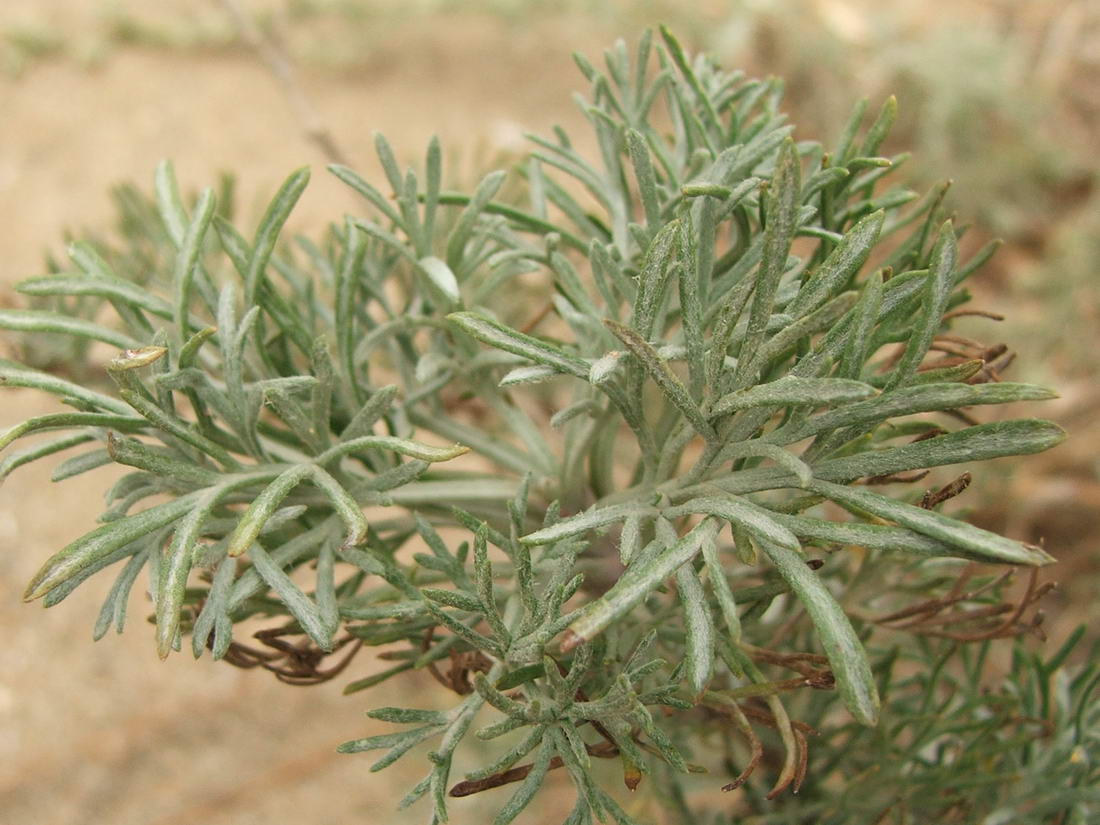 Изображение особи Artemisia marschalliana.