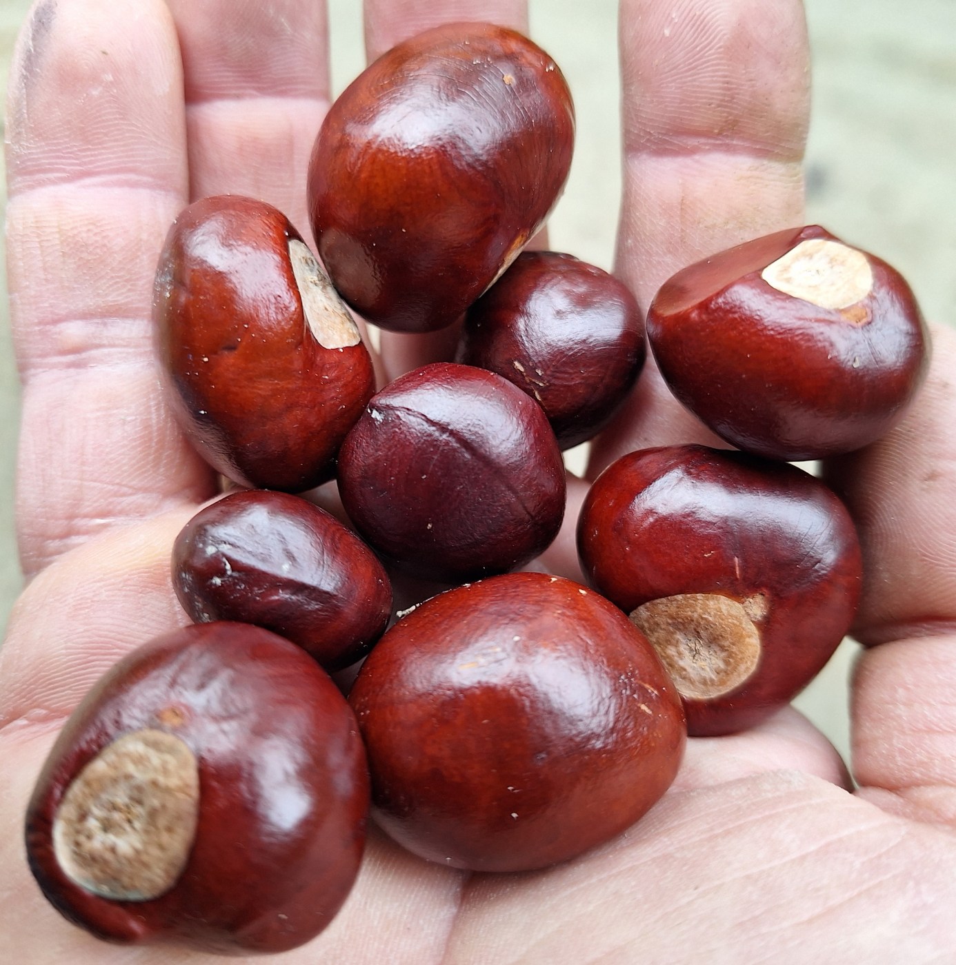 Image of Aesculus flava specimen.