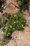 Potentilla biflora