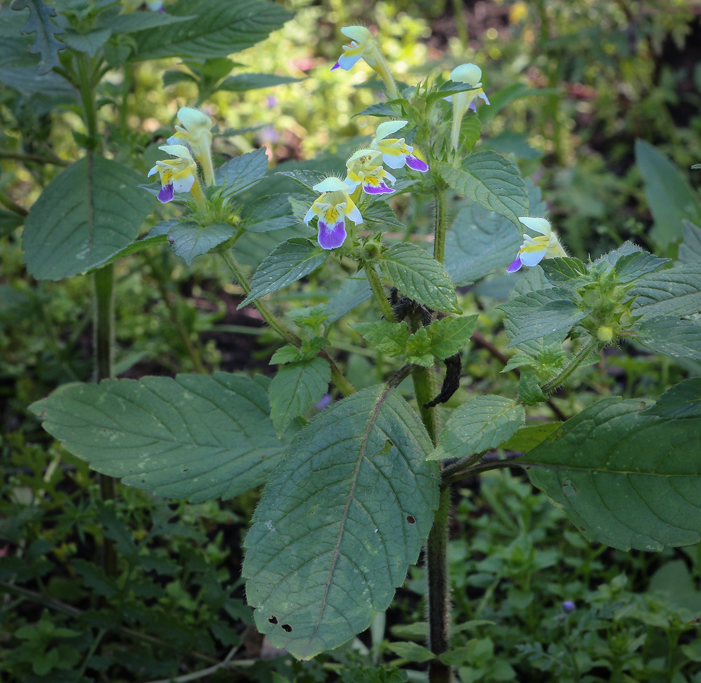 Изображение особи Galeopsis speciosa.