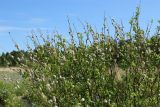 Salix phylicifolia. Верхушка плодоносящего растения с погибшими из-за зимнего обмерзания побегами. Ленинградская обл., Кингисеппский р-н, окр. дер. Выбье, экологическая тропа; левый берег устья р. Выбья, песчаный пляж. 28.05.2023.