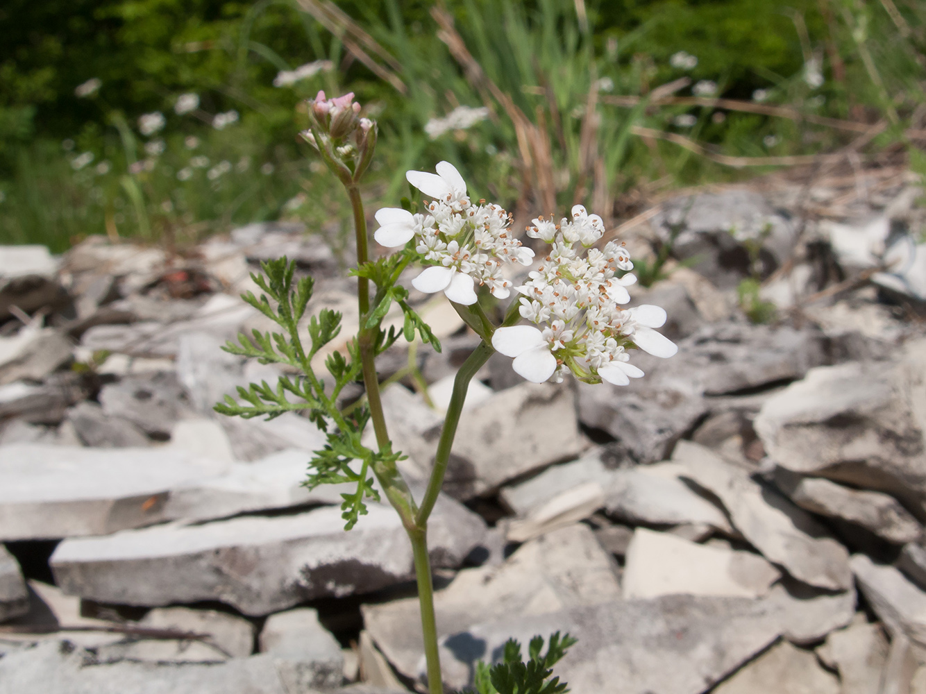 Image of Orlaya daucoides specimen.