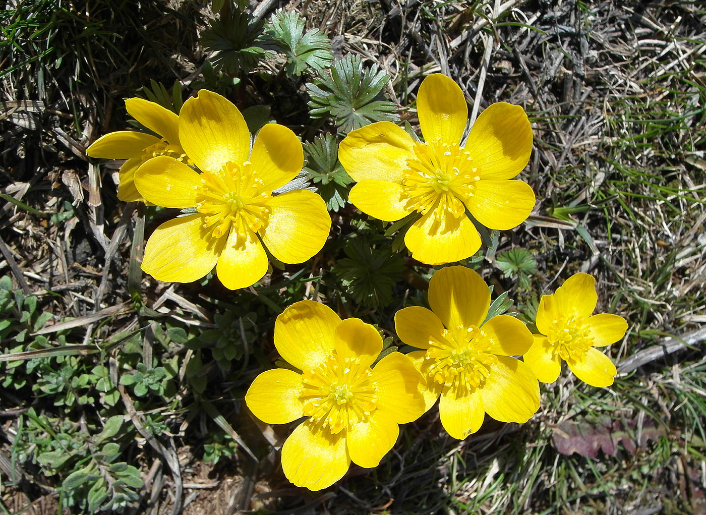 Image of Eranthis longistipitata specimen.