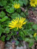 Doronicum orientale. Соцветие. Краснодарский край, г/о Сочи, Хостинский р-н, Тисо-самшитовая роща. 10.03.2022.