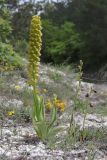 Orchis punctulata