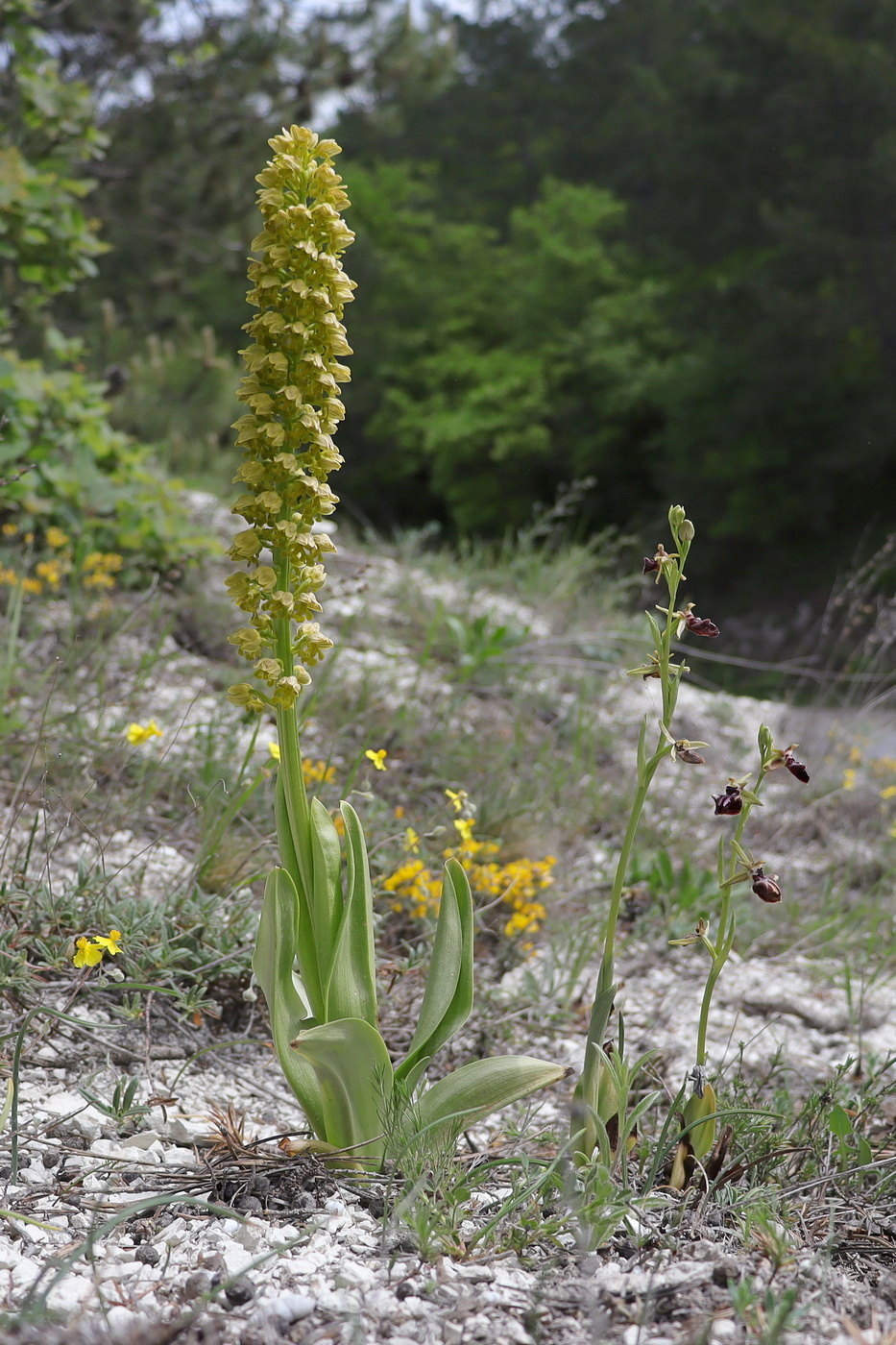 Изображение особи Orchis punctulata.